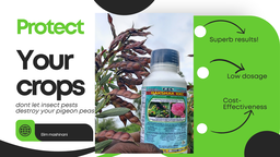 INSECTICIDES