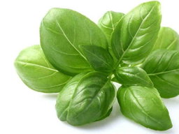 Basil 