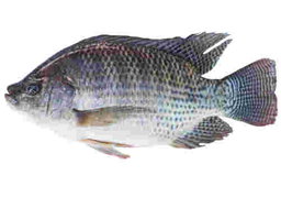 SEA FOODS