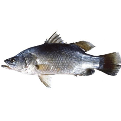 Nile Perch (Empuuta)
