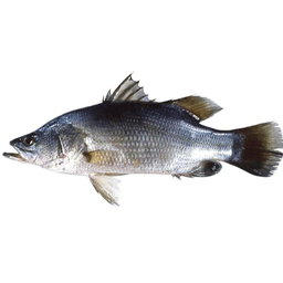 Nile Perch (Empuuta)