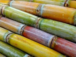 Sugar Cane_0
