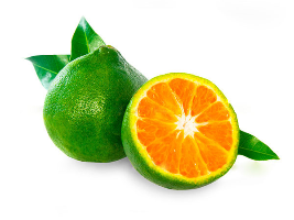 Tangerines_1