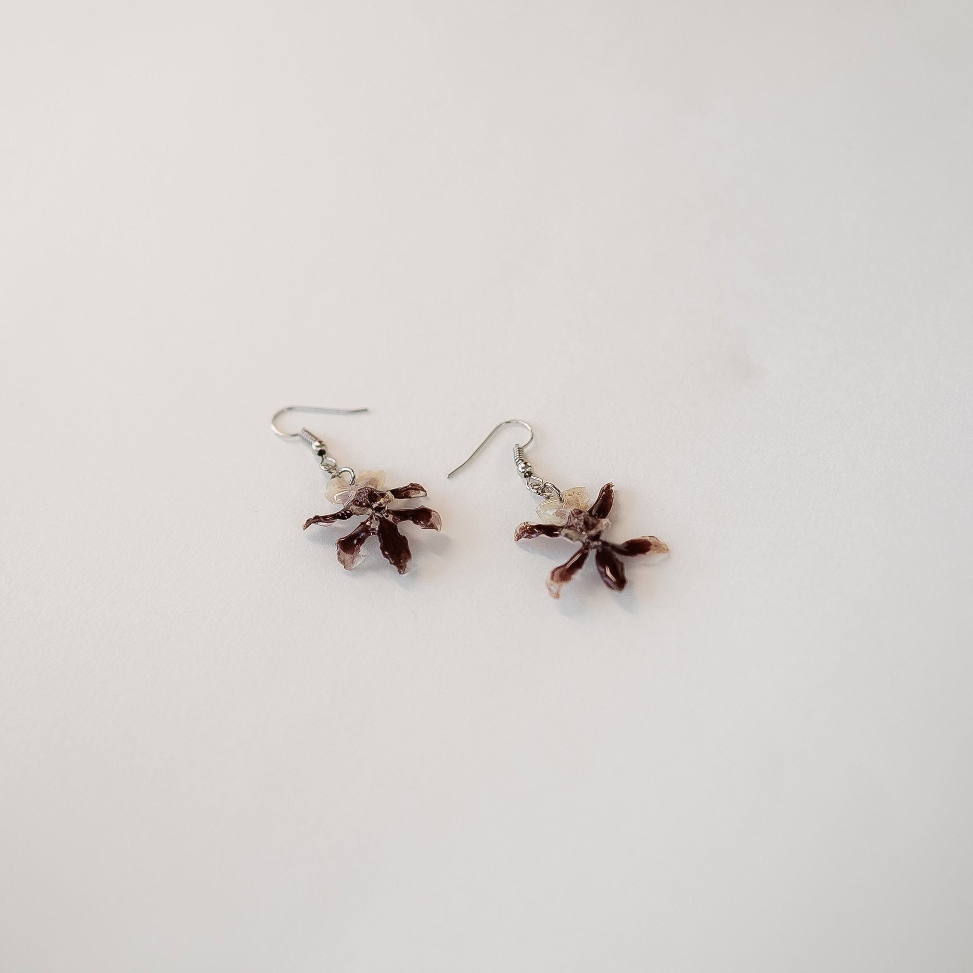 Oncidium Sharry Baby Orchid_0
