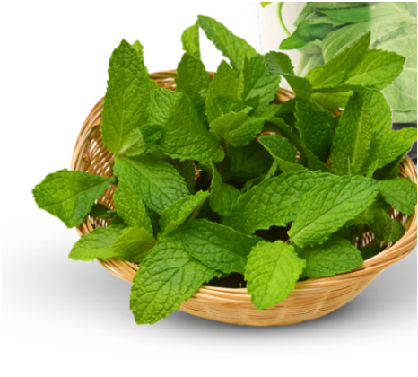 Daun Mint 50gram