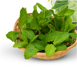Daun Mint 50gram