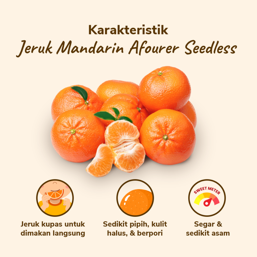 Jeruk Mandarin Afourer Seedless 4-10 pcs 500-550 gram_1