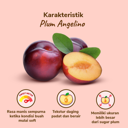 Plum Angelino 430gr - 480gr, 4-7pcs/pack