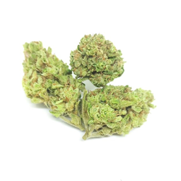 Durban Poison