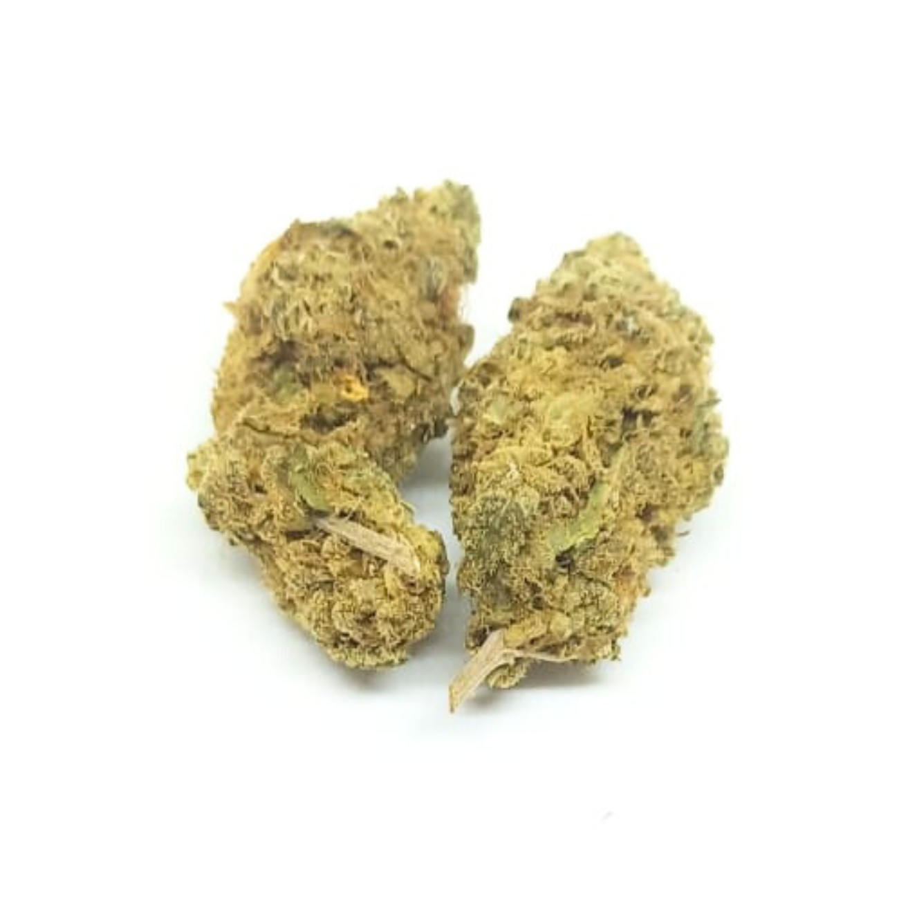 Moby Dick_0