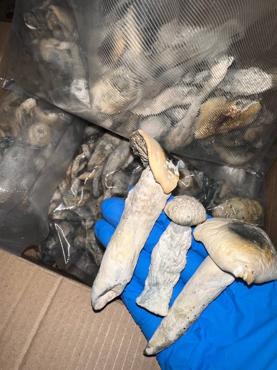 YAKS SHROOMS_0