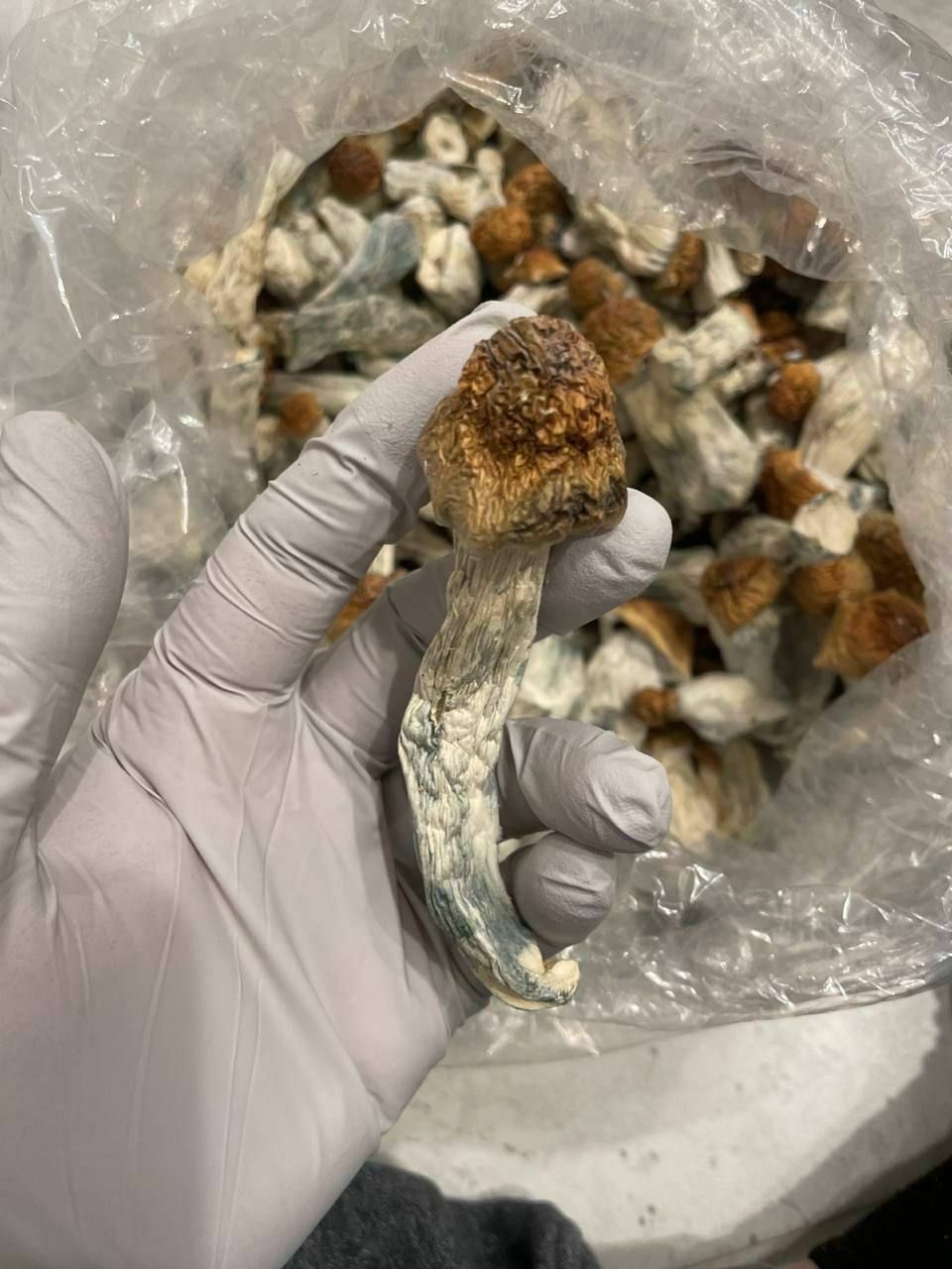 GOLDEN TEACHER SHROOMS_0