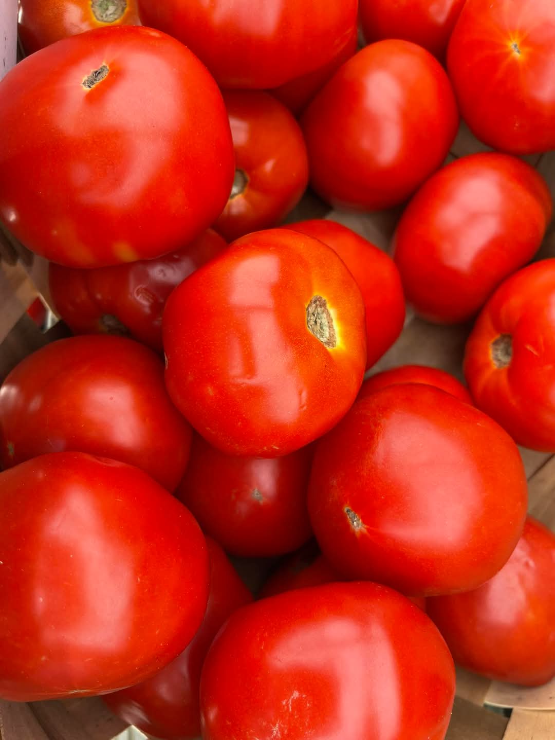 Big Tomatoes (3 Litres Bucket) (Copy)_0