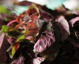 Buga (greens)