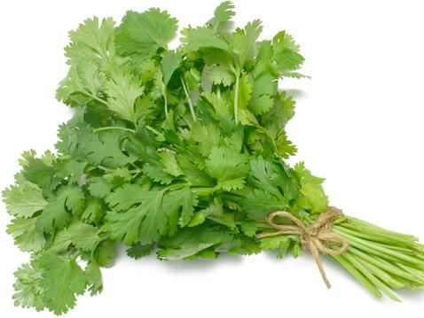 Coriander_0