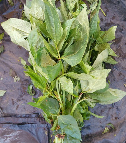 Gobe (greens)