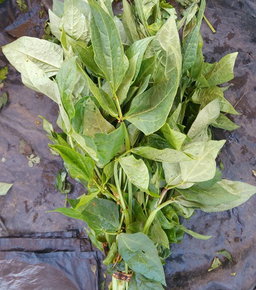 Gobe (greens)