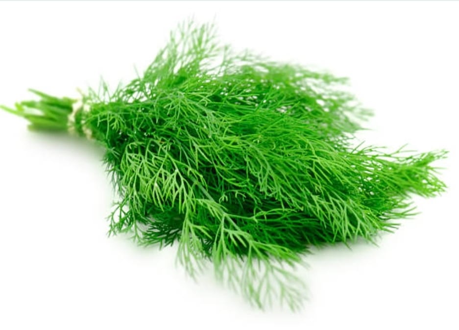 Fenouil