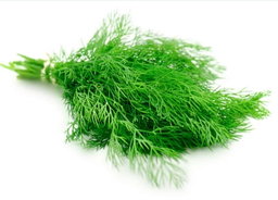 Fenouil