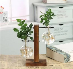 Hydroponic glass vases