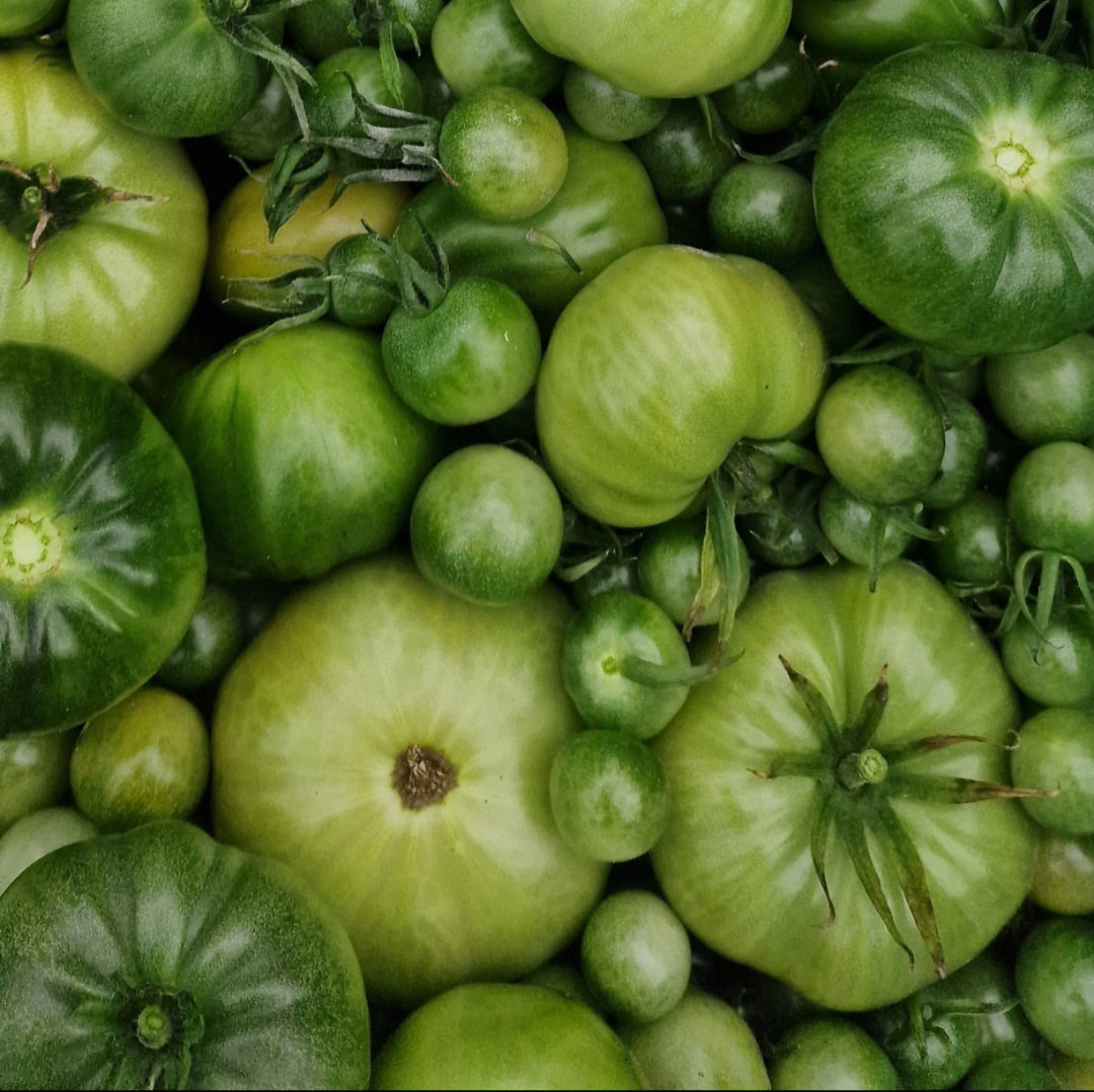 Onrijpe tomaat / unripe tomatoes_0