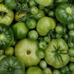 Onrijpe tomaat / unripe tomatoes