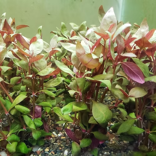 514 - Reineckii lilacina_2