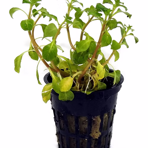 516 - Alternanthera specie green_0