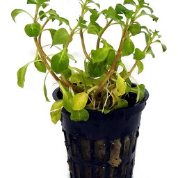 516 - Alternanthera specie green