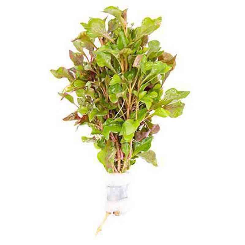 518 - Alternanthera versicolor_0