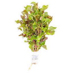 518 - Alternanthera versicolor