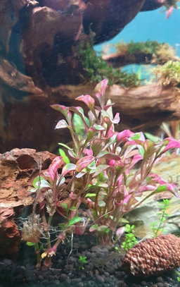 518 - Alternanthera versicolor