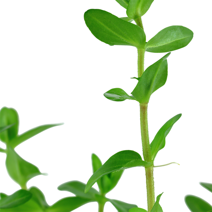 535 - Bacopa caroliniana_1