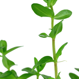 535 - Bacopa caroliniana