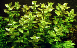 535 - Bacopa caroliniana