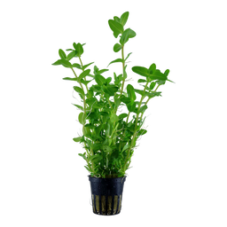 535 - Bacopa caroliniana