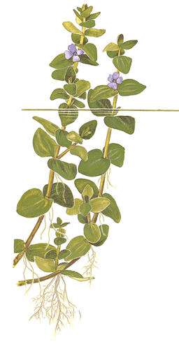 535 - Bacopa caroliniana