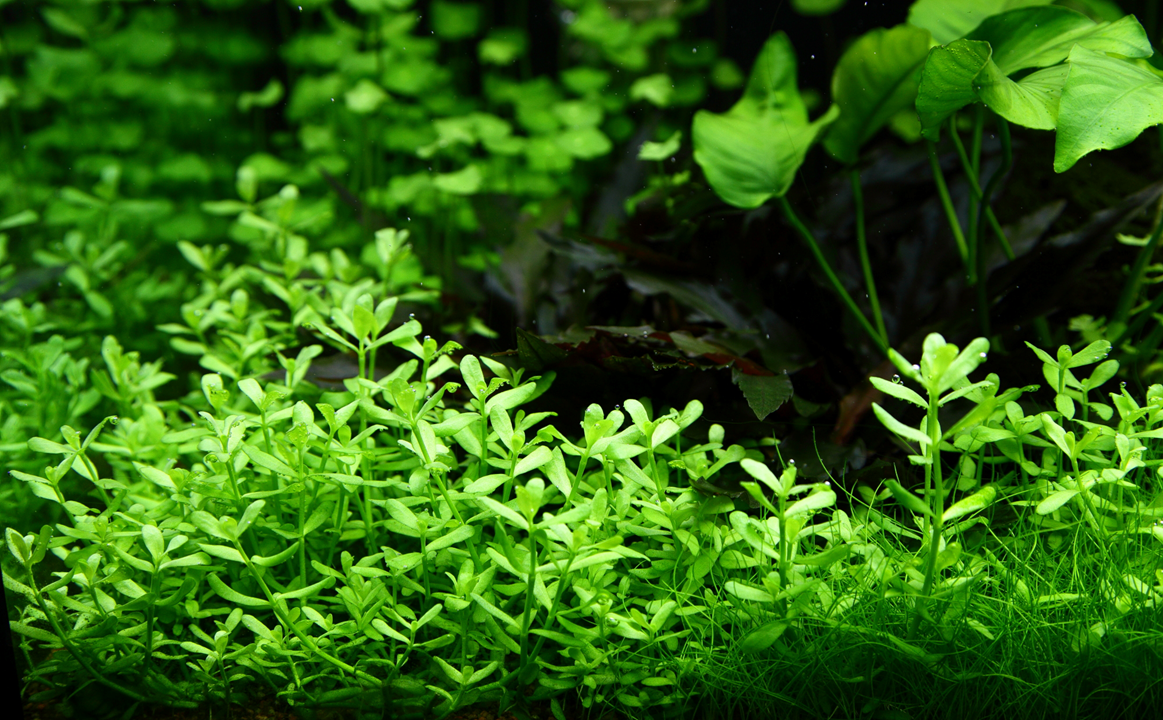 536 - Bacopa monnieri_1