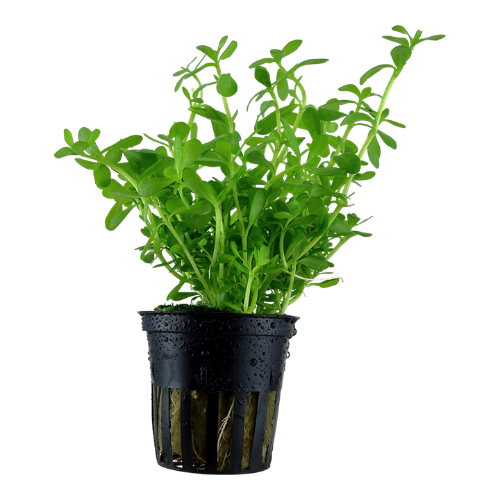 536 - Bacopa monnieri_0