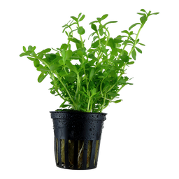 536 - Bacopa monnieri