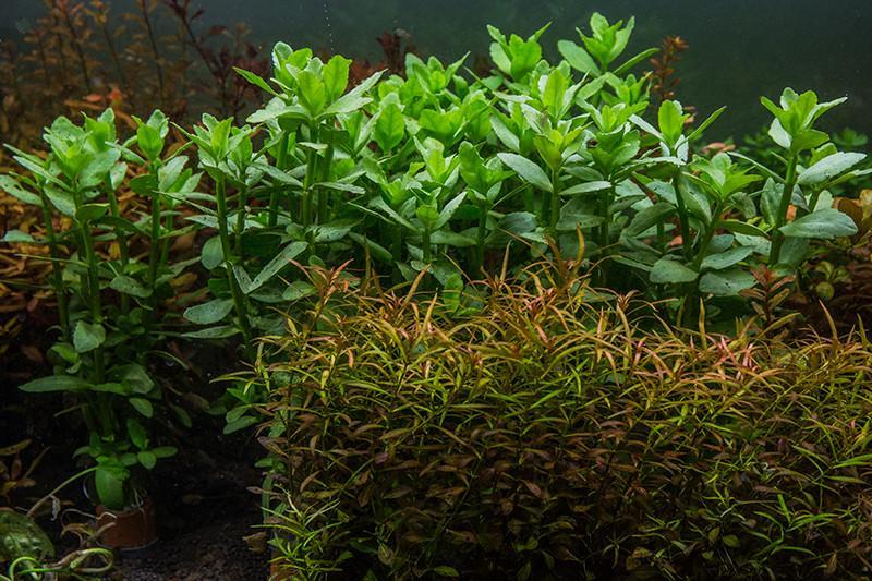 537 - Bacopa ampiplexicaulis_2