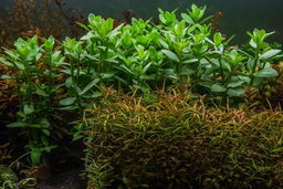 537 - Bacopa ampiplexicaulis