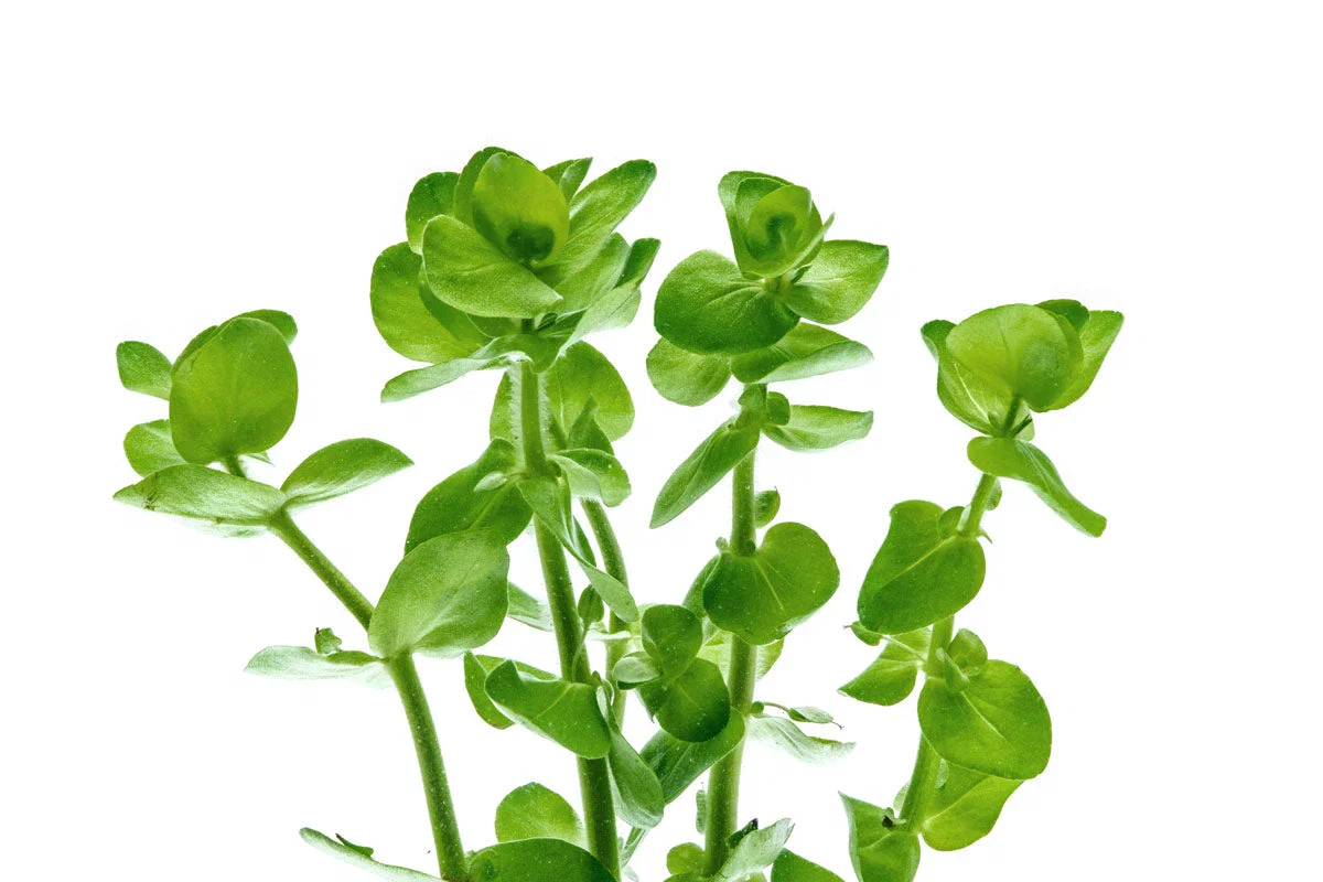 537 - Bacopa ampiplexicaulis_1