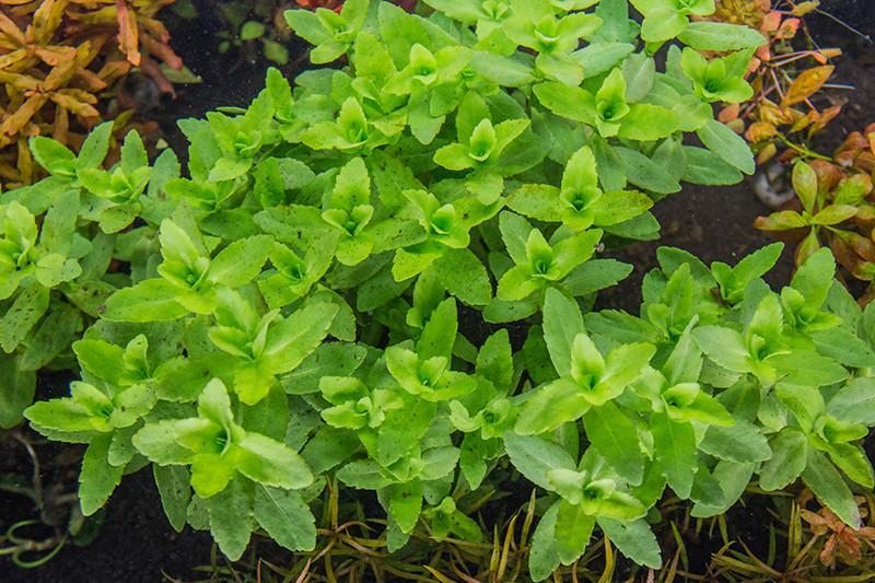 537 - Bacopa ampiplexicaulis_3