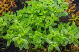 537 - Bacopa ampiplexicaulis