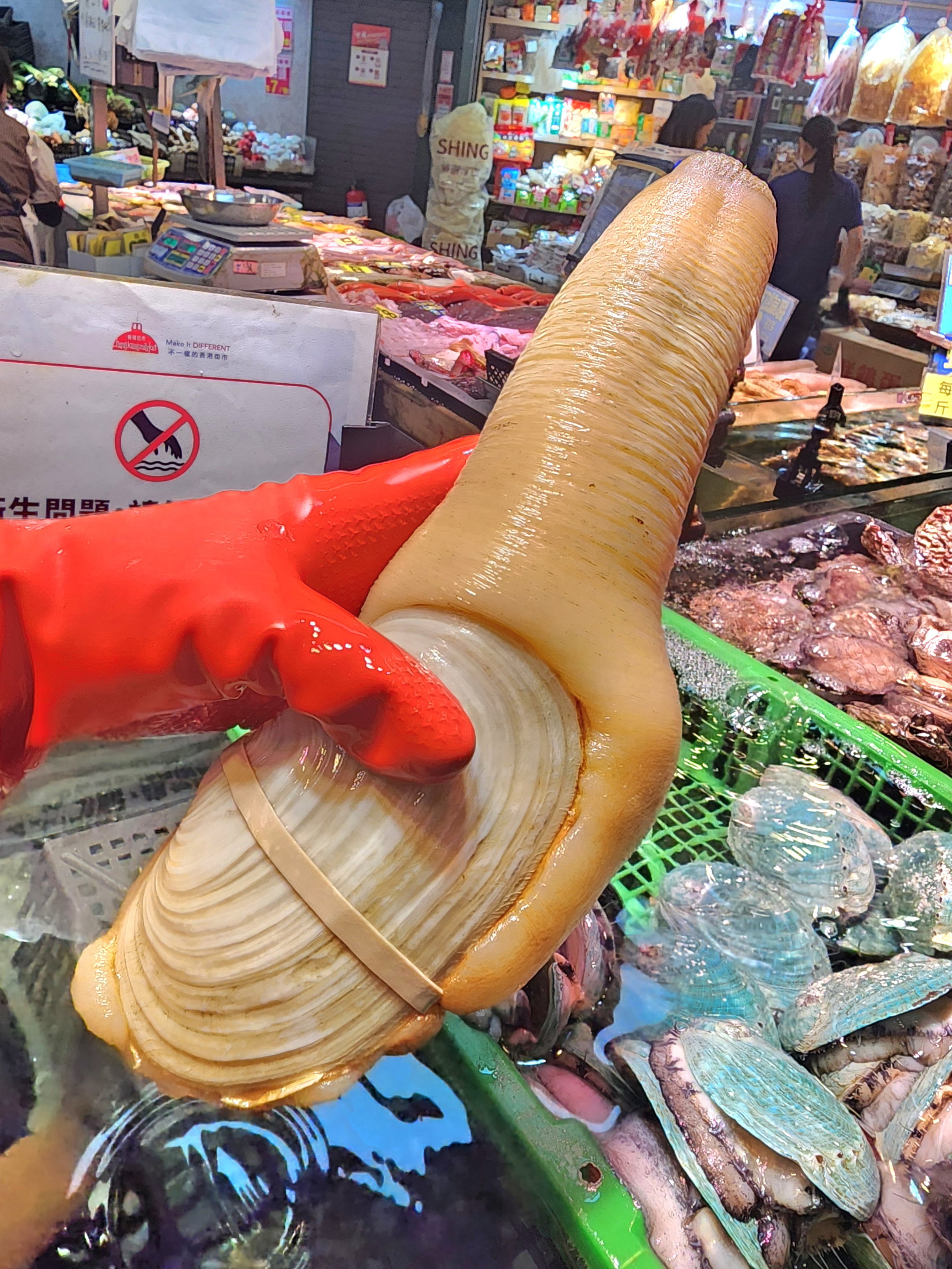加拿大象拔蚌🐚（隻）（大/細  Size）_2