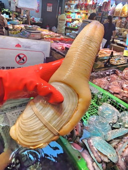 加拿大象拔蚌🐚（隻）（大/細  Size）