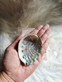 Abalone Shell Resin Set