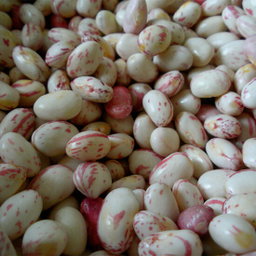 Fresh Beans