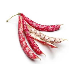Cluster Beans